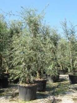 Kurkeik Meerstammig (Quercus Suber) 20 Kurkeik Meerstammig (Quercus Suber) -Planten Verkoopwinkel quercus suber meerstammig 4 1