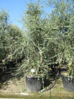 Kurkeik Meerstammig (Quercus Suber) 21 Kurkeik Meerstammig (Quercus Suber) -Planten Verkoopwinkel quercus suber meerstammig 5 1