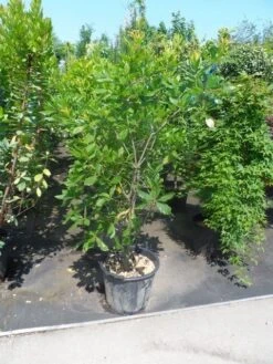 Oostenrijkse Eik (Quercus Turneri 'Pseudoturneri') -Planten Verkoopwinkel quercus turneri pseudoturneri 125 150 175 c35