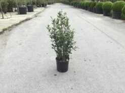 Steeneik Als Struik (Quercus Ilex) -Planten Verkoopwinkel quercusilex struikv01