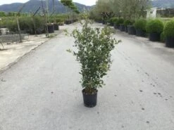 Steeneik Als Struik (Quercus Ilex) -Planten Verkoopwinkel quercusilex struikv02