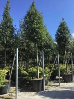 Steeneik Als Boom (Quercus Ilex) -Planten Verkoopwinkel quercusilexv01 1