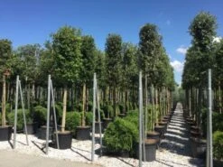Steeneik Als Boom (Quercus Ilex) -Planten Verkoopwinkel quercusilexv04