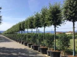 Steeneik Als Boom (Quercus Ilex) -Planten Verkoopwinkel quercusilexv05 1