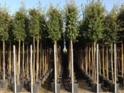 Steeneik Als Boom (Quercus Ilex) -Planten Verkoopwinkel quercusilexv11