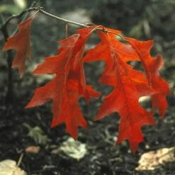 Moeraseik (Quercus Palustris) -Planten Verkoopwinkel qupalust 20
