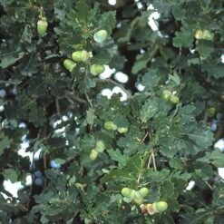Zomereik, Bosplantsoen (Quercus Robur) -Planten Verkoopwinkel qurobur 5 1