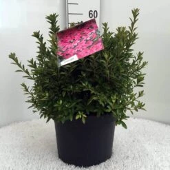 Japanse Azalea (Rhododendron 'Madame Van Hecke') -Planten Verkoopwinkel r. aj mme van hecke c10