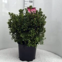 Japanse Azalea (Rhododendron 'Madame Van Hecke') -Planten Verkoopwinkel r. aj mme van hecke c15