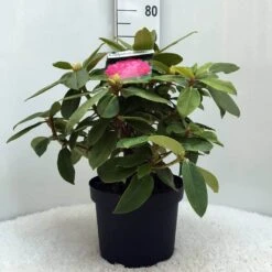 Rhododendron (Rhododendron 'Germania') -Planten Verkoopwinkel r. germania c10 50 cm
