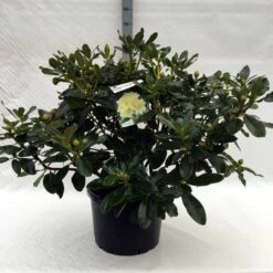 Rhododendron (Rhododendron 'Horizon Monarch') -Planten Verkoopwinkel r. horizon monarch c40 1