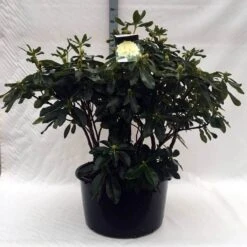 Rhododendron (Rhododendron 'Horizon Monarch') -Planten Verkoopwinkel r. horizon monarch c80 1