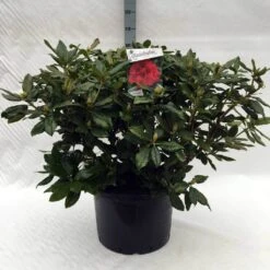 Rhododendron (Rhododendron 'Lord Roberts') -Planten Verkoopwinkel r. lord roberts c40 1