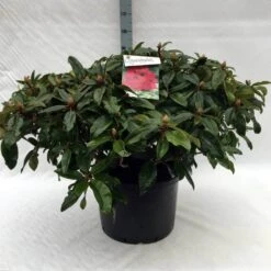Rhododendron (Rhododendron 'Marie Forte') -Planten Verkoopwinkel r. marie forte c40