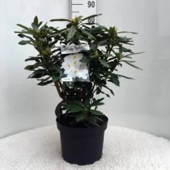 Rhododendron (Rhododendron 'Madame Masson') -Planten Verkoopwinkel r. mme masson c10 50 cm 2
