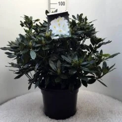 Rhododendron (Rhododendron 'Madame Masson') -Planten Verkoopwinkel r. mme masson c20 2
