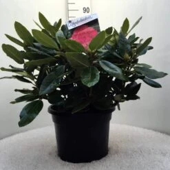 Rhododendron (Rhododendron 'American Beauty') -Planten Verkoopwinkel r. p.a. beauty c20 1