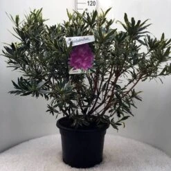 Bosrhododendron (Rhododendron Ponticum 'Variegatum') -Planten Verkoopwinkel r. pont. variegatum c20