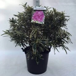 Bosrhododendron (Rhododendron Ponticum 'Variegatum') -Planten Verkoopwinkel r. pont. variegatum c30 2