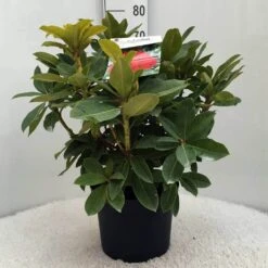 Rhododendron (Rhododendron 'Red Jack') -Planten Verkoopwinkel r. red jack c10 50 cm