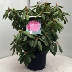 Rhododendron (Rhododendron 'Roseum Elegans') -Planten Verkoopwinkel r. roseum elegans c10 50 cm