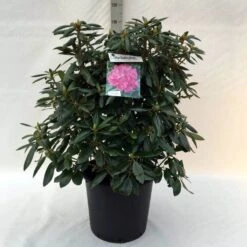 Rhododendron (Rhododendron 'Roseum Elegans') 29 Rhododendron (Rhododendron 'Roseum Elegans') -Planten Verkoopwinkel r. roseum elegans c30 2