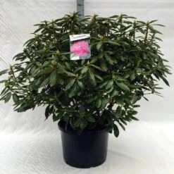 Rhododendron (Rhododendron 'Roseum Elegans') 32 Rhododendron (Rhododendron 'Roseum Elegans') -Planten Verkoopwinkel r. roseum elegans c40 2