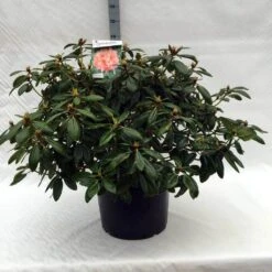 Rhododendron (Rhododendron 'Virginia Richards') -Planten Verkoopwinkel r. virginia richards c40