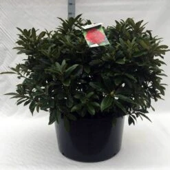 Rhododendron (Rhododendron 'Wilgen's Ruby') -Planten Verkoopwinkel r. wilgens ruby c80 1