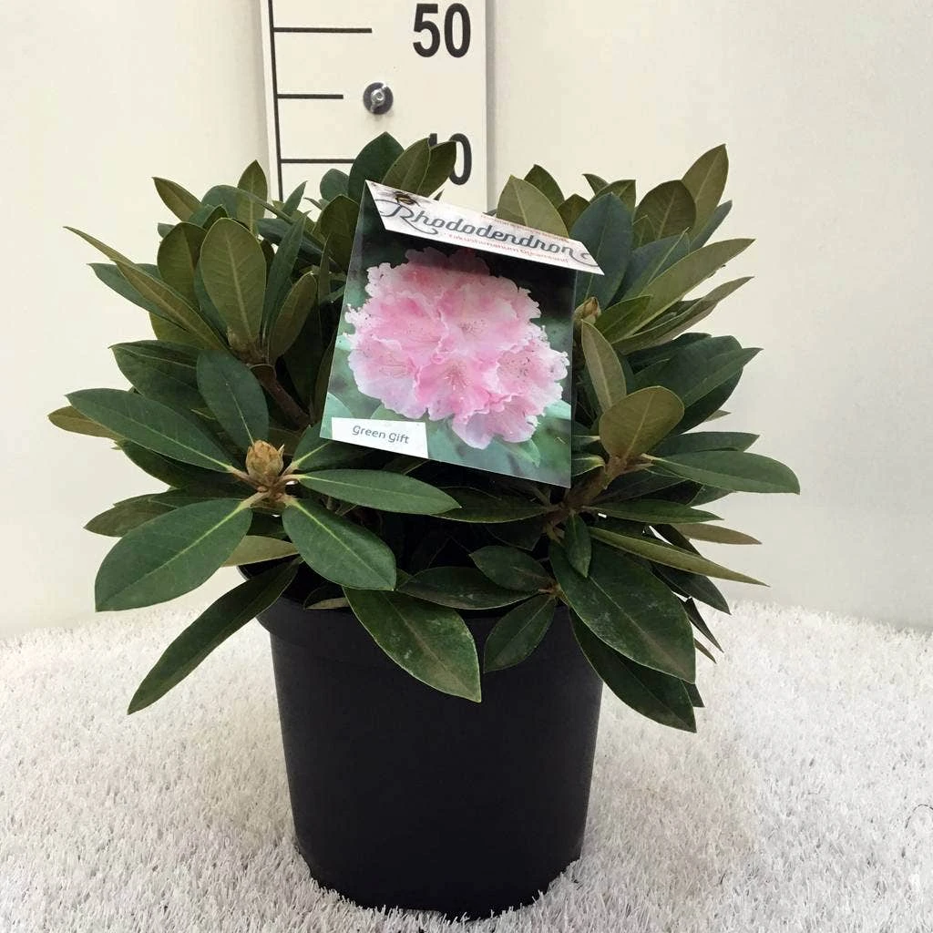 Dwergrhododendron (Rhododendron 'Dreamland') 11 Dwergrhododendron (Rhododendron 'Dreamland') - Afbeelding 11