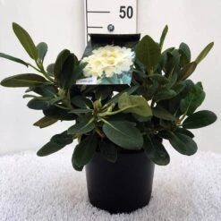 Rhododendron (Rhododendron 'Flava') -Planten Verkoopwinkel r. y flava c5 2