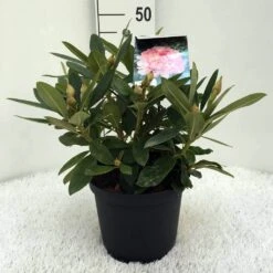 Rhododendron (Rhododendron 'Percy Wiseman') -Planten Verkoopwinkel r. y percy wiseman c5 1