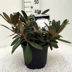 Dwergrhododendron (Rhododendron 'Porzellan') -Planten Verkoopwinkel r. y porzelan c5