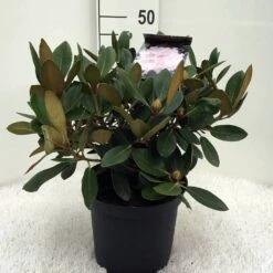 Dwergrhododendron (Rhododendron 'Silberwolke') -Planten Verkoopwinkel r. y silberwolke c5