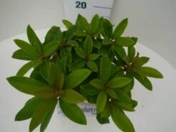 Rhododendron (Rhododendron 'Red Jack') -Planten Verkoopwinkel red jack c2 boven 1