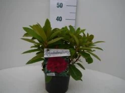 Rhododendron (Rhododendron 'Red Jack') -Planten Verkoopwinkel red jack c2 voor 1