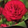 Stamroos (Rosa 'Red Meilove') 9 Stamroos (Rosa 'Red Meilove') -Planten Verkoopwinkel red meilove v