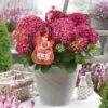 Hortensia Red Reggae (Hydrangea 'Music Collection') -Planten Verkoopwinkel red reggea 2