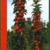 Zuilfruit (Malus Domestica 'Redcats') -Planten Verkoopwinkel redcats1 1