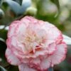 Camelia (Camellia Japonica 'Margaret Davis') -Planten Verkoopwinkel rera03446 3