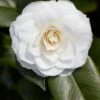 Camelia (Camellia Japonica 'Purity') 4 Camelia (Camellia Japonica 'Purity') -Planten Verkoopwinkel rera03507 1