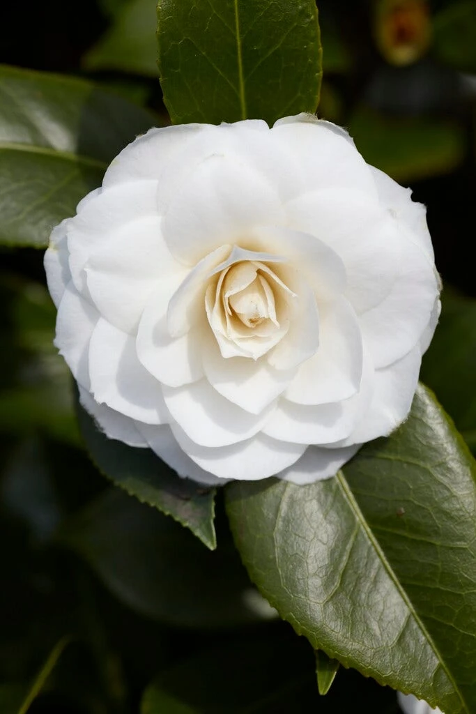 Camelia (Camellia Japonica 'Purity') 1 Camelia (Camellia Japonica 'Purity')