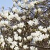 Beverboom (Magnolia Kobus) -Planten Verkoopwinkel rera03974 1