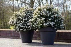 Groenblijvende Sneeuwbal (Viburnum Tinus 'Eve Price') -Planten Verkoopwinkel rera04753 2