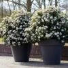 Sneeuwbal Als Bolvorm (Viburnum Tinus 'Eve Price') -Planten Verkoopwinkel rera04753 1 1