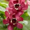 Specerijstruik (Calycanthus 'Aphrodite') -Planten Verkoopwinkel rera05242 1