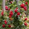 Roos (Rosa 'Florentina') -Planten Verkoopwinkel rera05259 1