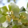 Grote Zilverlinde (Tilia Tomentosa) -Planten Verkoopwinkel rera05311