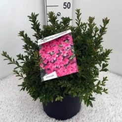 Japanse Azalea (Rhododendron 'Madame Van Hecke') -Planten Verkoopwinkel rh. aj mme van hecke c10