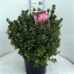 Japanse Azalea (Rhododendron 'Madame Van Hecke') -Planten Verkoopwinkel rh. aj mme van hecke c15 1